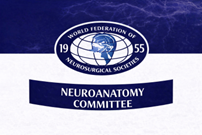WFNS Neuroanatomy Committee Logo